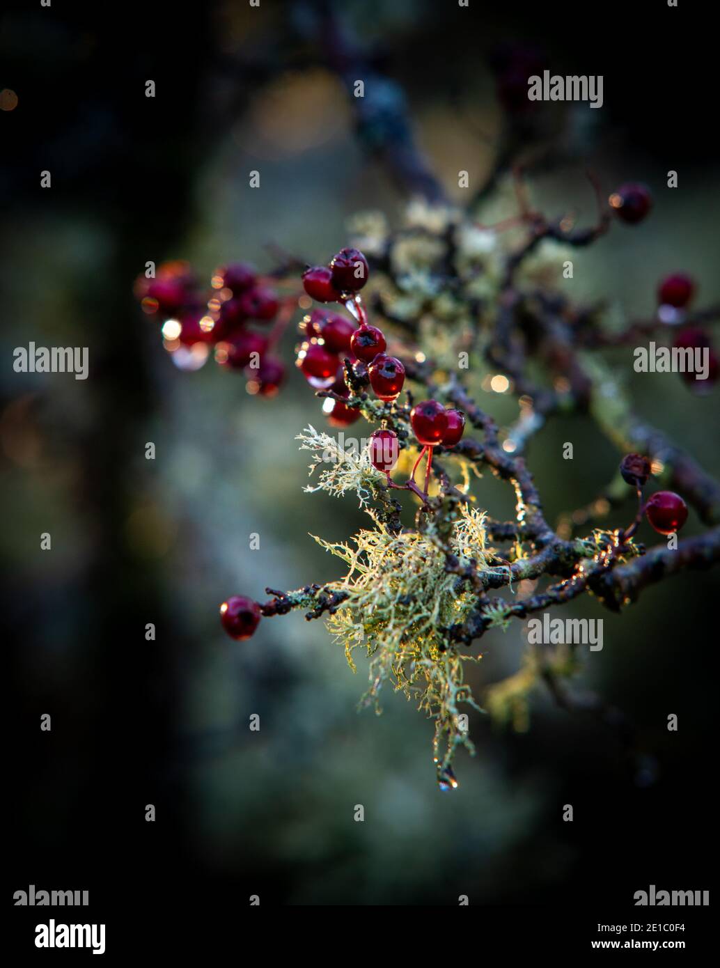 Le bacche rosse del cespuglio del biancospino una vista comune In Regno Unito hedgerows Foto Stock