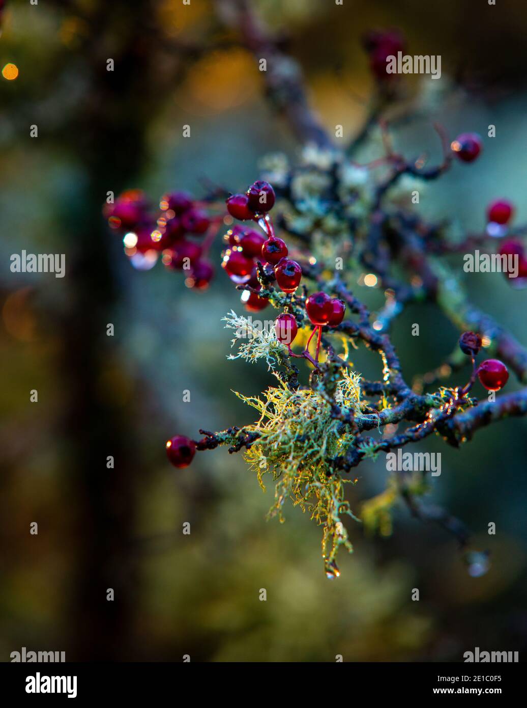 Le bacche rosse del cespuglio del biancospino una vista comune In Regno Unito hedgerows Foto Stock