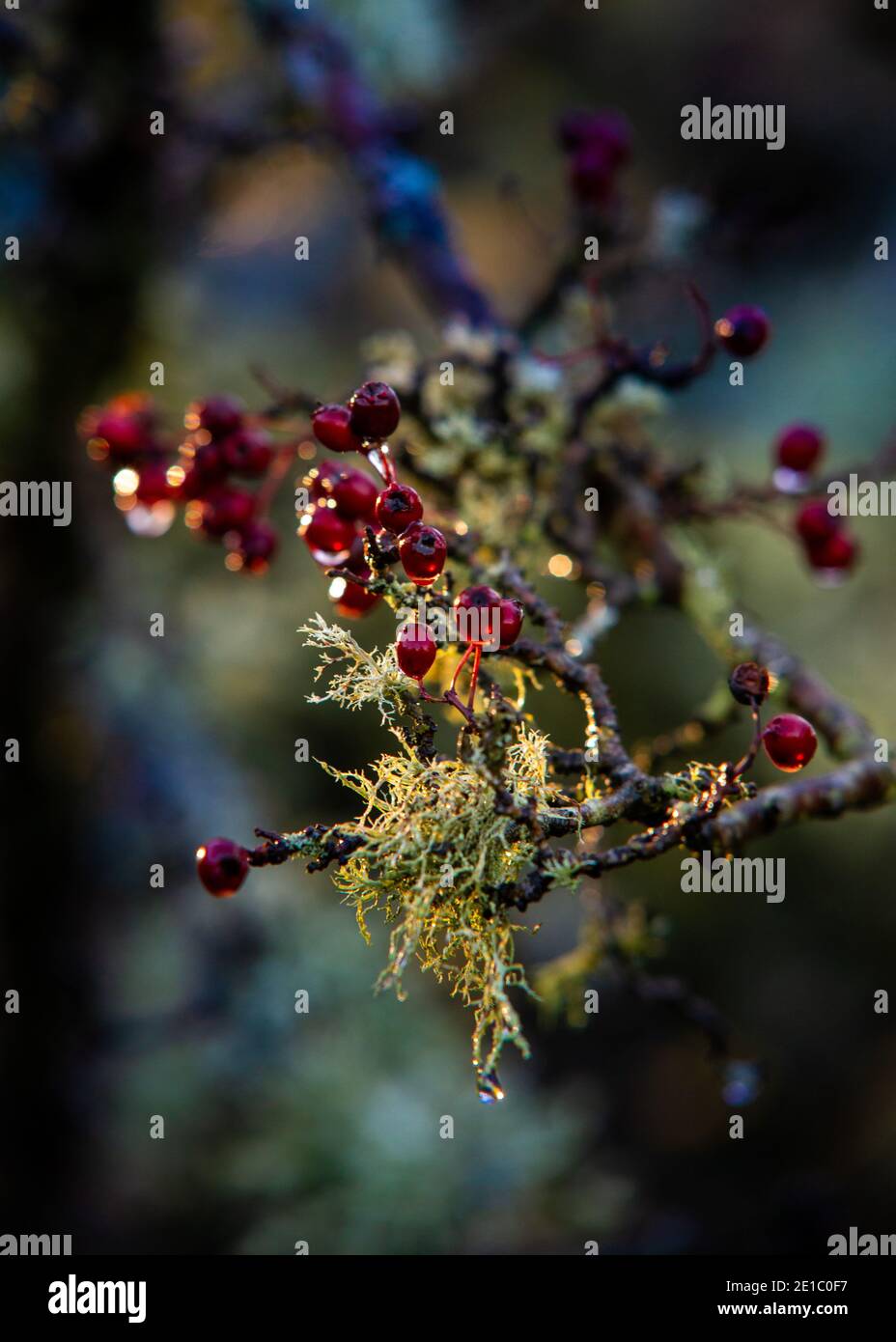 Le bacche rosse del cespuglio del biancospino una vista comune In Regno Unito hedgerows Foto Stock