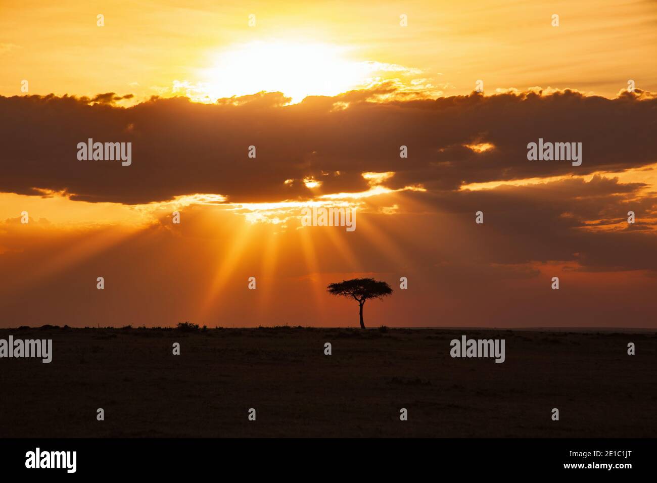 Tramonto fantastico con travi di sole sulla savana in Africa Foto Stock