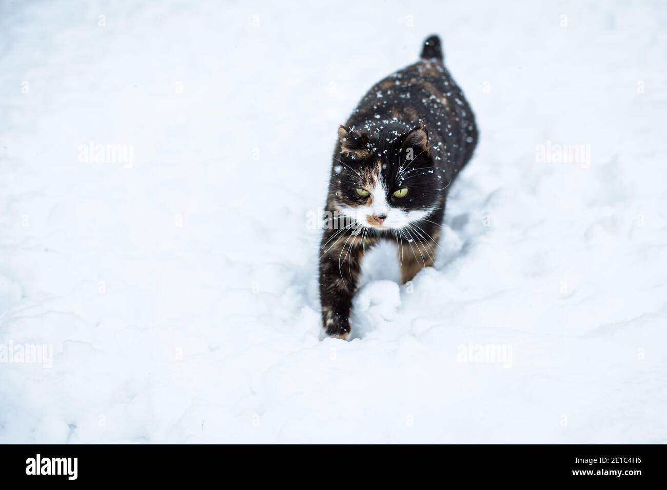 Gatto tortoiseshell che cammina nella neve Foto Stock