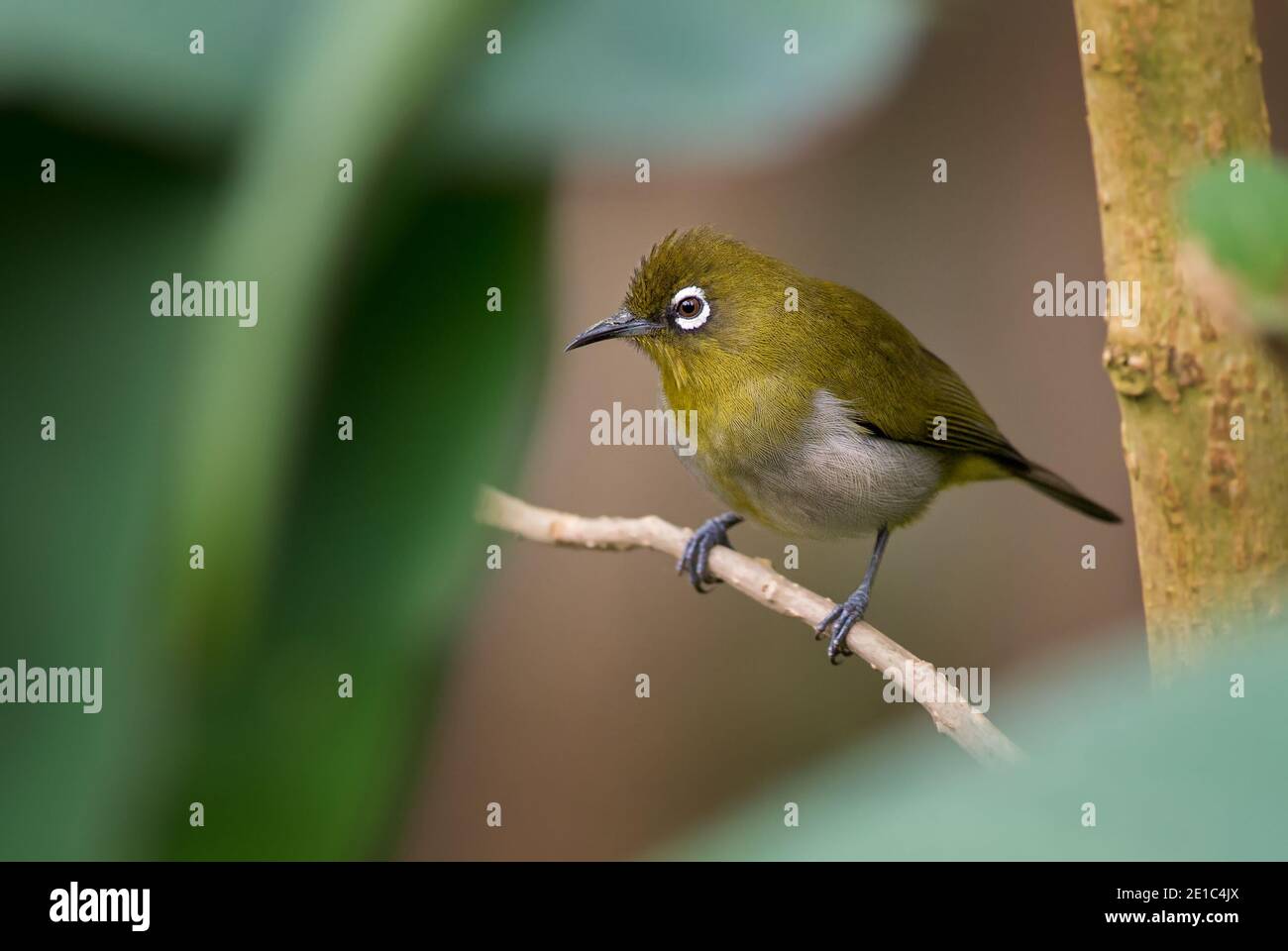 Occhio bianco dello Sri Lanka - Zosterops ceylonensis, un piccolo e bellissimo uccello perching endemico delle foreste e dei boschi dello Sri Lanka, Sri Lanka. Foto Stock