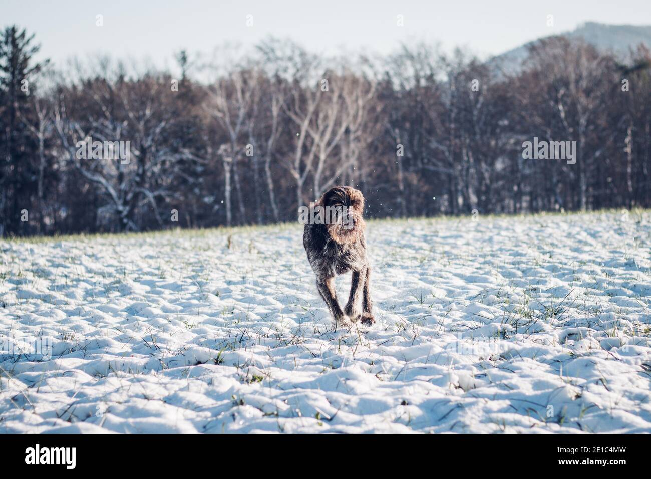 Griffon, con i capelli bohémien, attraversa un campo innevato in nuove avventure. Barbu tcheck in salto. Cesky Fousek gode della libertà. Cane che salta dentro Foto Stock