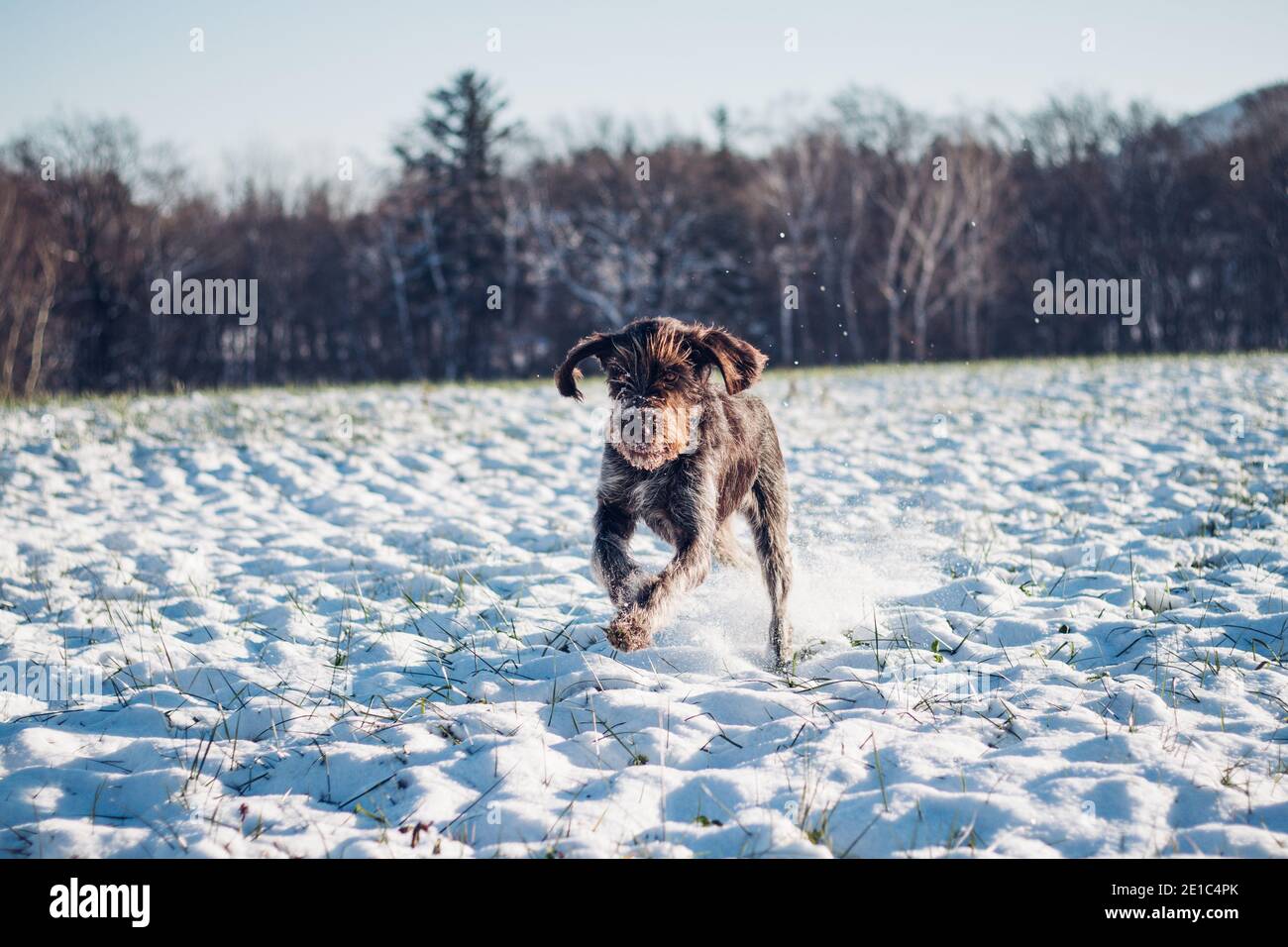 Griffon, con i capelli bohémien, attraversa un campo innevato in nuove avventure. Barbu tcheck in salto. Cesky Fousek gode della libertà. Cane che salta dentro Foto Stock