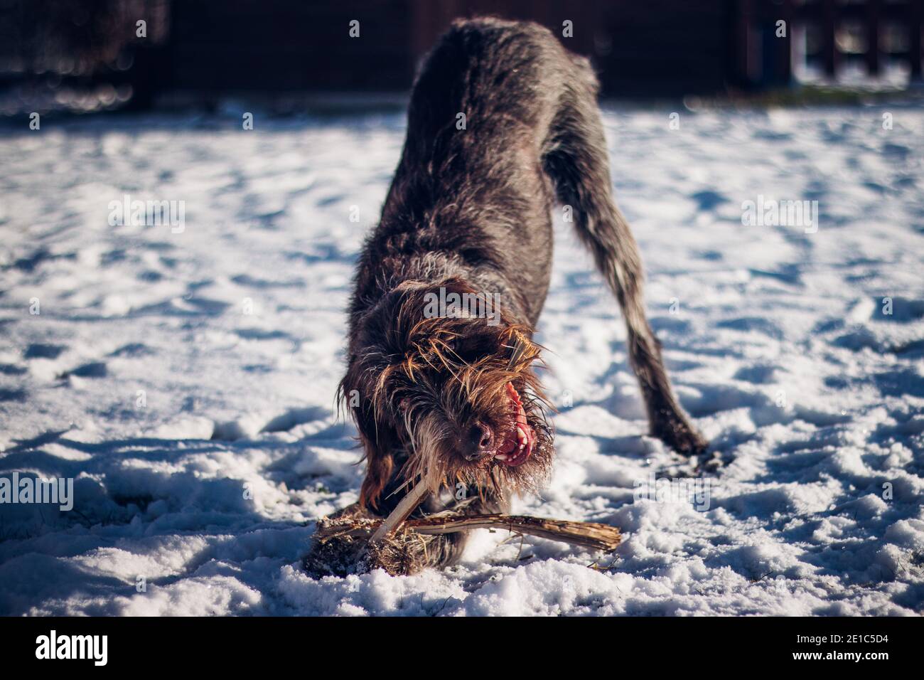 Nella neve, i wirehaired bohemiani che puntavano Griffon spogliarono il bosco in piccoli schegge. Un gioco di legno. Il controllo di Barbu gioca nella neve. È girly Foto Stock