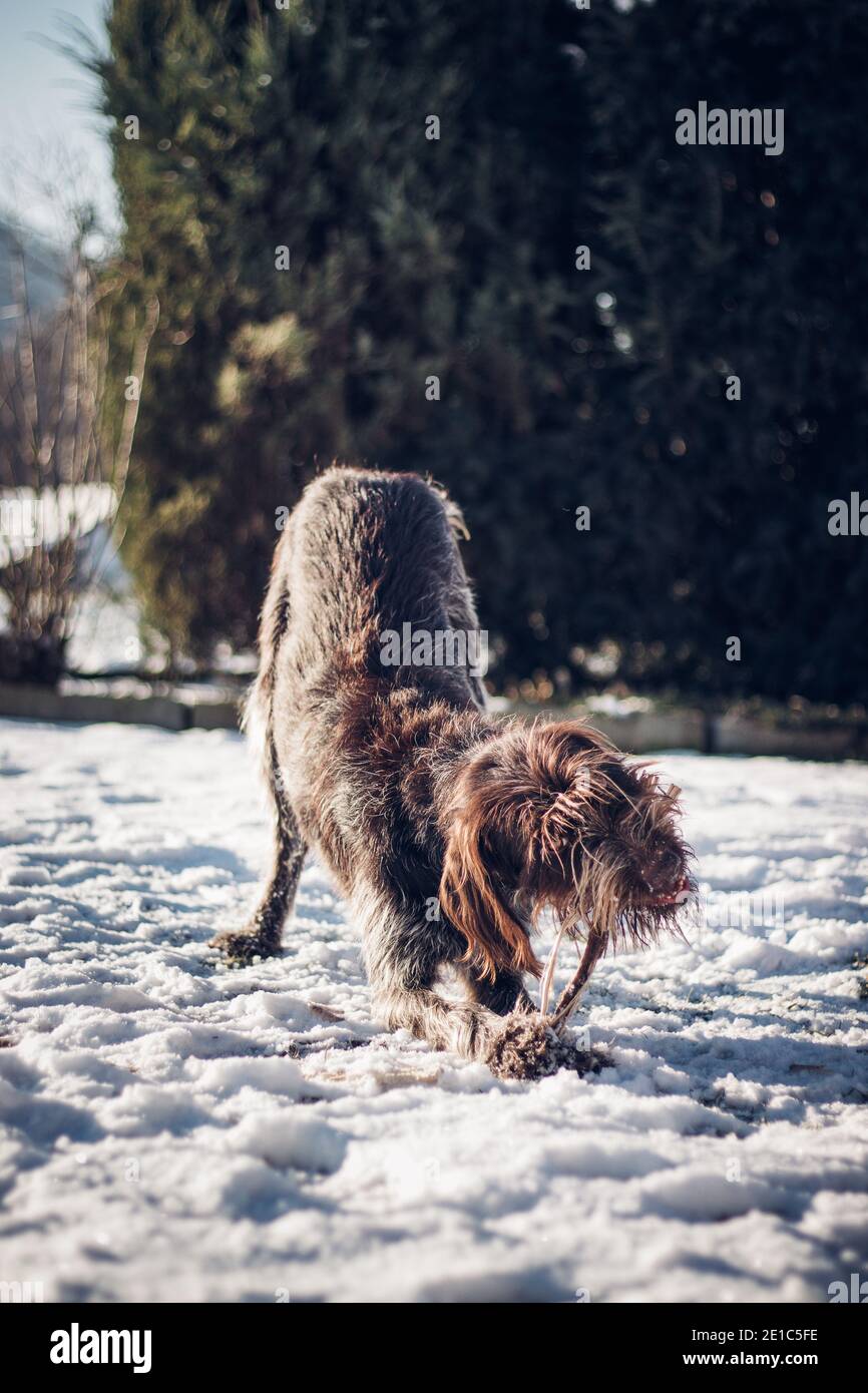 Giocare con un po 'di log nella neve. Il filo-capelli bohémien che punta Griffon affila i suoi denti su legna. Un gioco di fetch. Il cane da caccia è felice Foto Stock