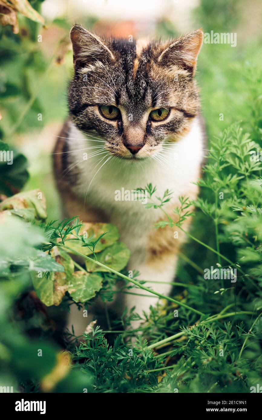 Il giovane avventuriero intraprende il suo intricato viaggio. Il gatto colorato cerca di camminare attraverso la natura selvaggia densamente cresciuta fino ai vicini. Senza paura c Foto Stock