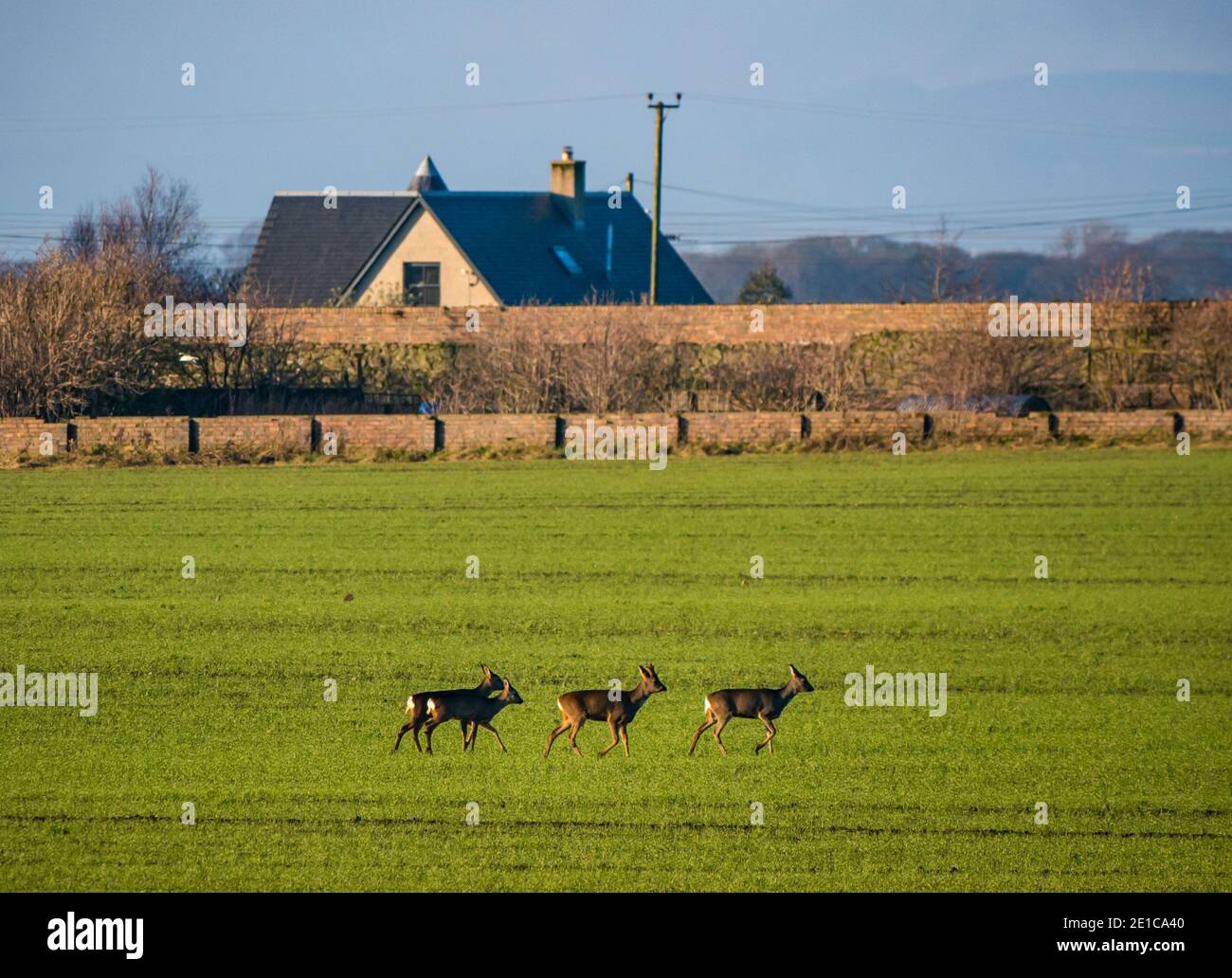 East Lothian, Scozia, Regno Unito, 6 gennaio 2021. Tempo nel Regno Unito: Fauna selvatica invernale e nebbia. Una giornata soleggiata ma molto fredda in un paesaggio agricolo. Un gruppo di cervi di Roe, tra cui uno stag, femmina e giovane sono esposti in un campo di coltura aperto Foto Stock