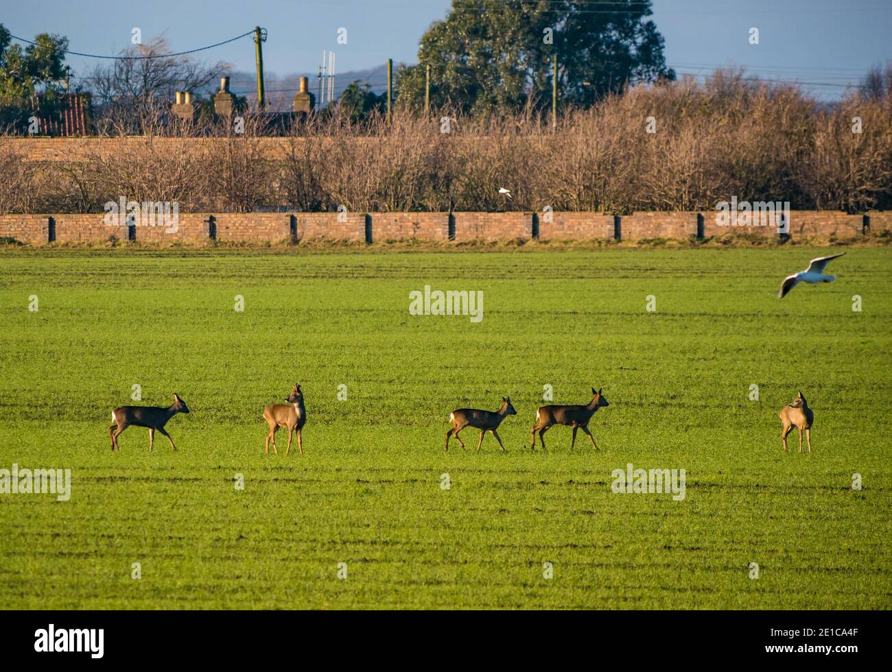 East Lothian, Scozia, Regno Unito, 6 gennaio 2021. Tempo nel Regno Unito: Fauna selvatica invernale e nebbia. Una giornata soleggiata ma molto fredda in un paesaggio agricolo. Un gruppo di cervi di Roe, tra cui uno stag, femmina e giovane sono esposti in un campo di coltura aperto Foto Stock