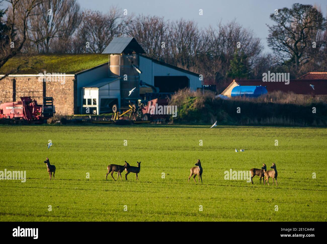 East Lothian, Scozia, Regno Unito, 6 gennaio 2021. Tempo nel Regno Unito: Fauna selvatica invernale e nebbia. Una giornata soleggiata ma molto fredda in un paesaggio agricolo. Un gruppo di cervi di Roe, tra cui uno stag, femmina e giovane sono esposti in un campo di coltura aperto Foto Stock