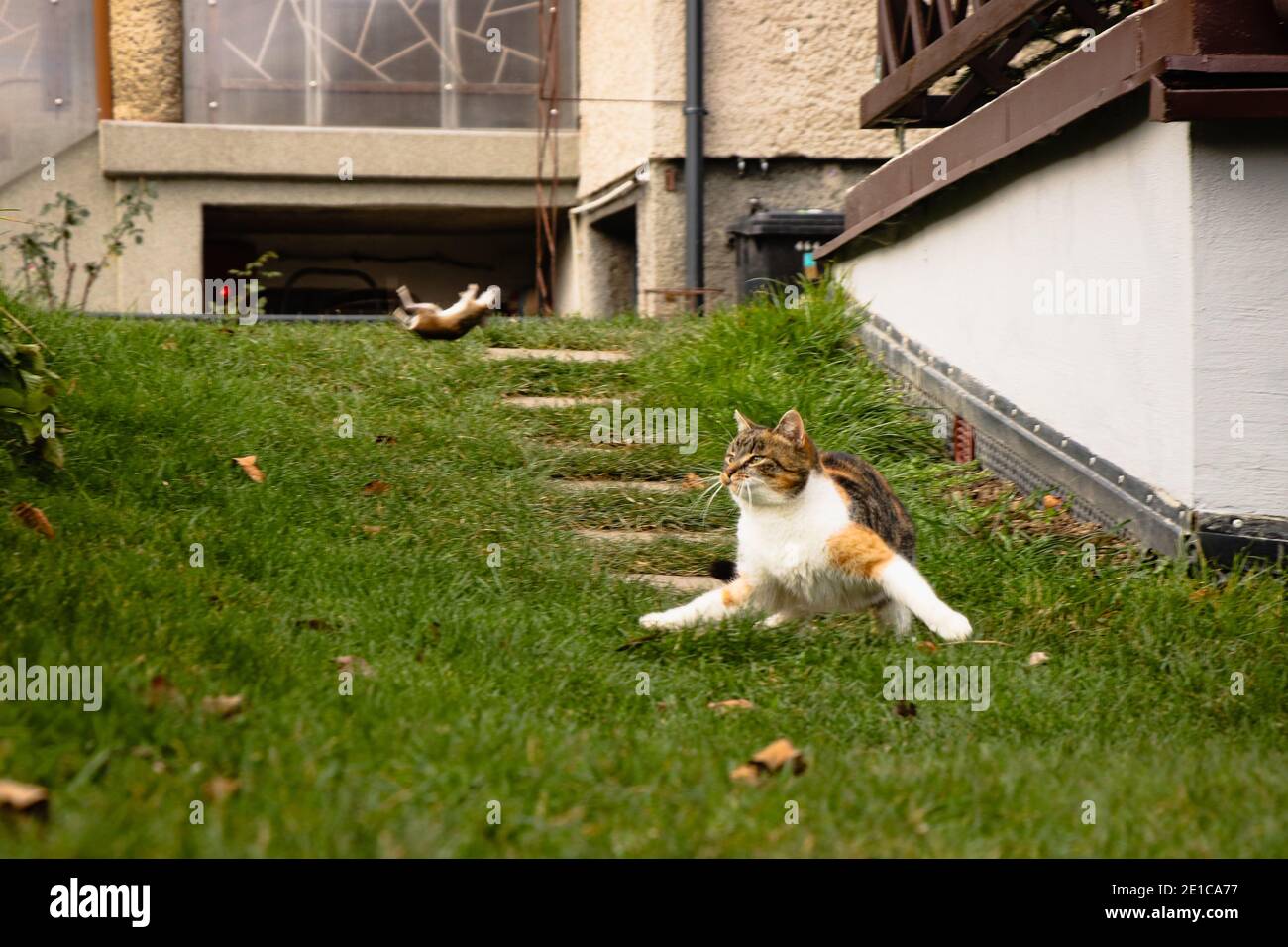 Il gatto predatore ha dimostrato le sue capacità di caccia. Feline gioca con un mouse prima di cena. Legatura finale. Hunter lancia con la vittima. Campagna ceca. Foto Stock