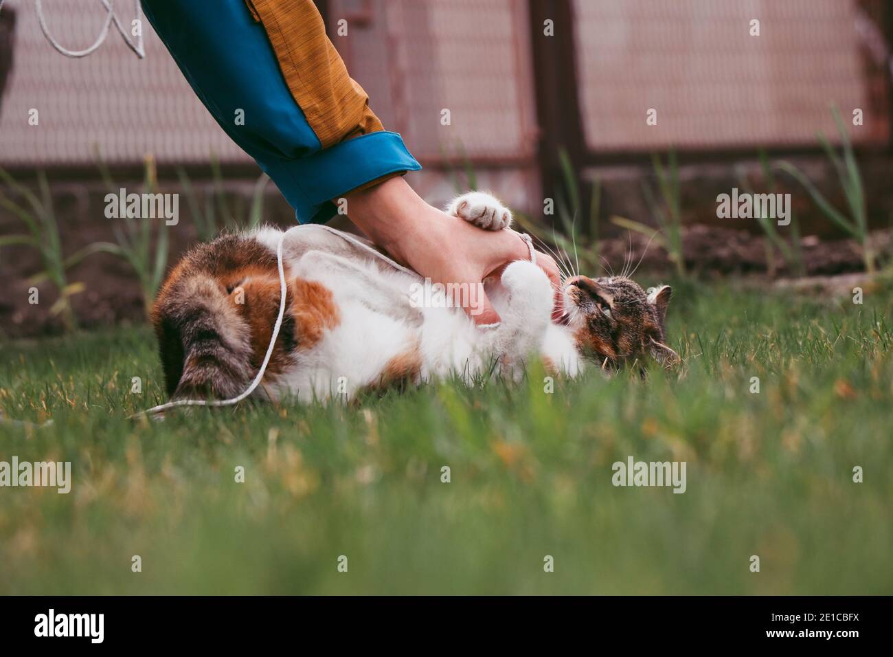 Battaglia inconciliabile tra una padrona e un animale domestico. Felis catus domesticus morde la mano del suo padrone. Giochi all'aperto con un felino divertente. Foto Stock