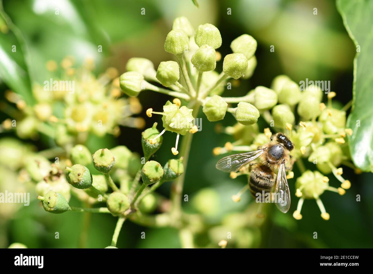 Miele ape raccolta polline da fiori, Inghilterra, Regno Unito Foto Stock