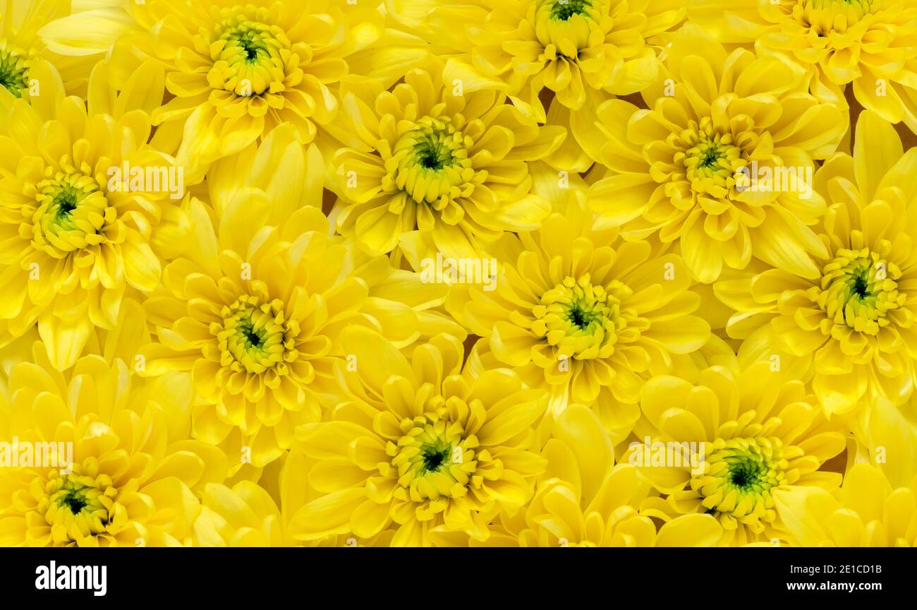 16-9 intestazione di primavera pasqua sfondo di vivace crisantemo giallo. shot per copyspace per l'uso di poster di carte, matrimoni ed eventi c Foto Stock