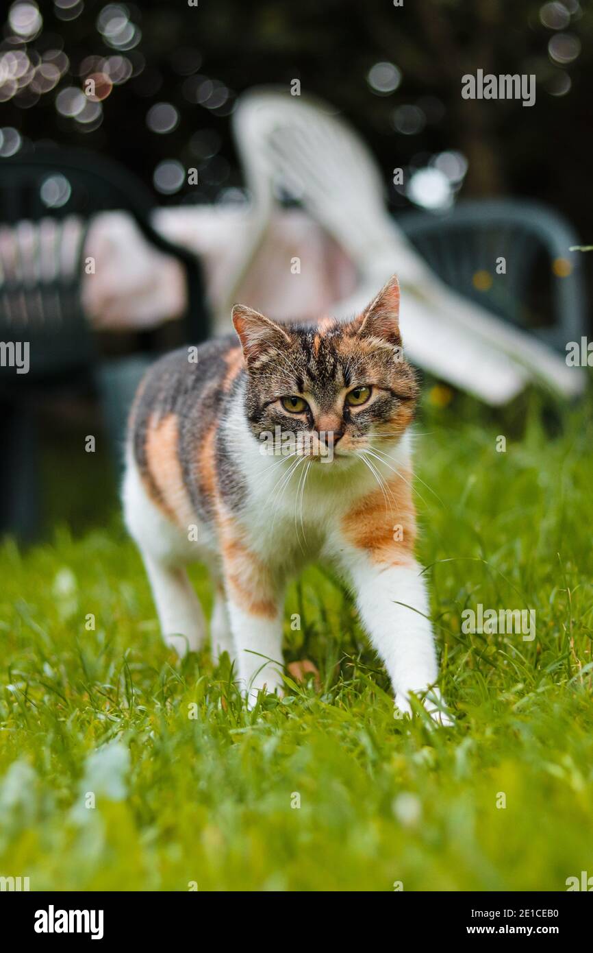 Little Cat queen esplora il territorio alla ricerca di potenziali nemici. Felis catus domesticus con occhi verdi cammina in erba alta. Godetevi la libertà. Falda Foto Stock