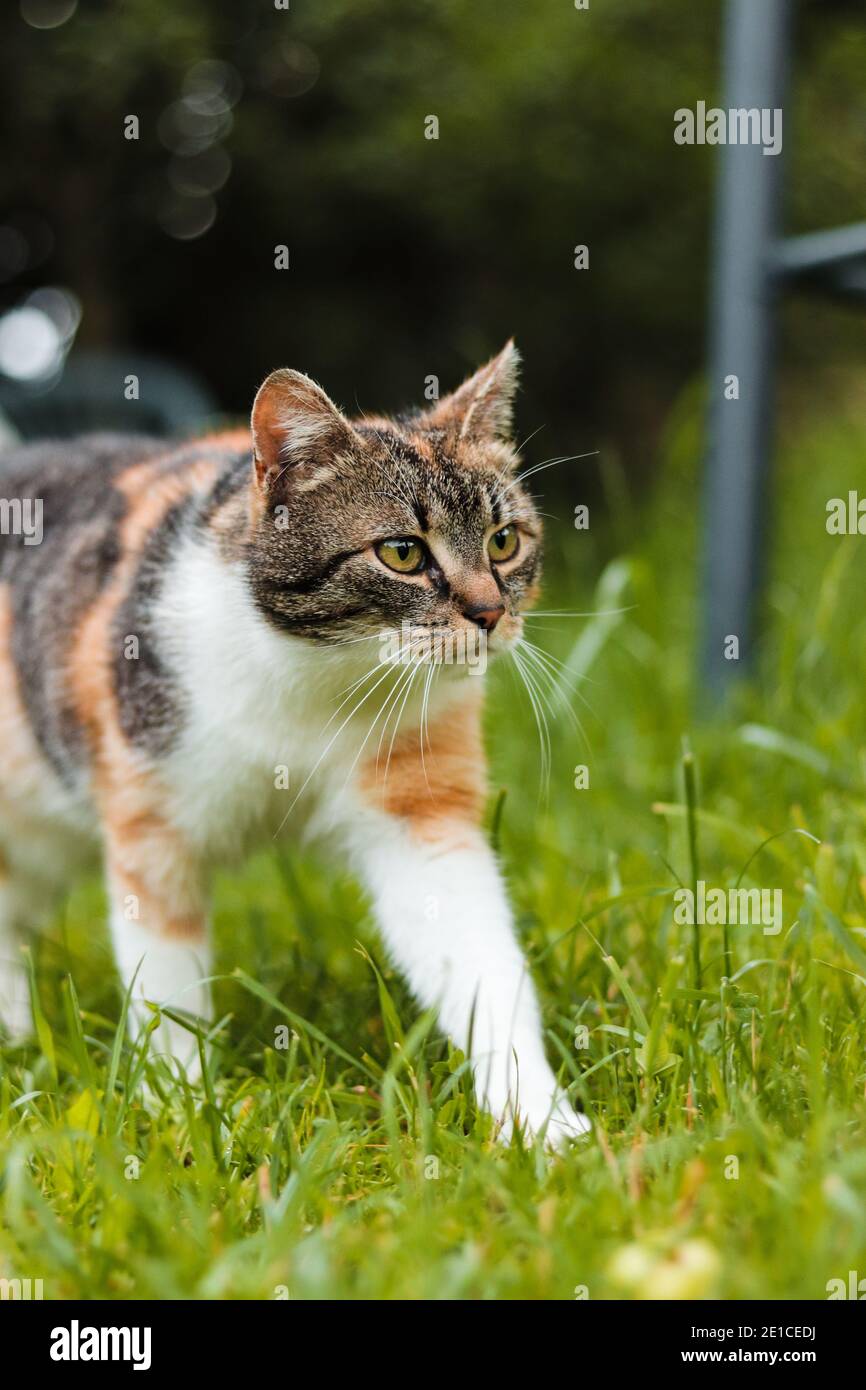 Meraviglioso, colorato, gattino domestico cammina intorno al giardino seguendo il suo proprietario. Felis giovane e curioso catus domesticus sulle sue peregrinazioni intorno alla W. Foto Stock