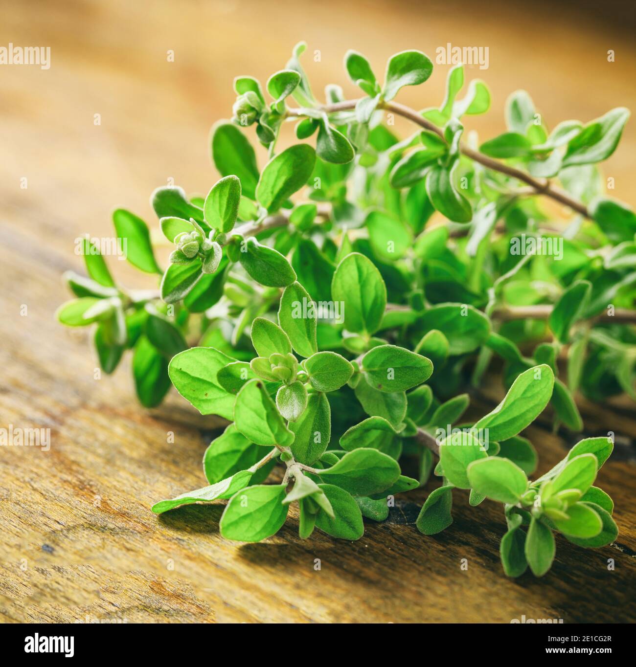 Foglie fresche di origano su sfondo ligneo, vista closeup. Origanum vulgare  anche chiamato marjoram selvatico è un'erba culinaria, utilizzata per  cucinare nel Foto stock - Alamy