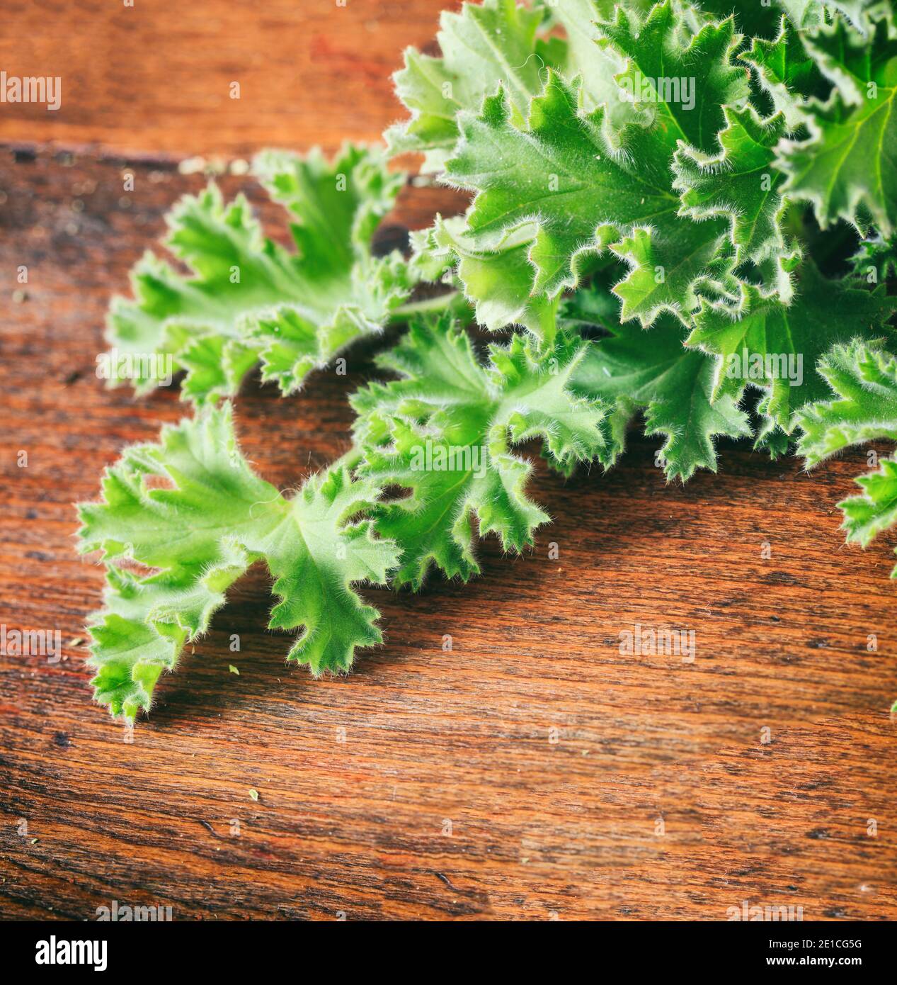 Foglie fresche di pianta di citronella su sfondo ligneo vista closeup. Pelargonio citrosum o geranio erbe naturale insetto repellente zanzara. Foto Stock