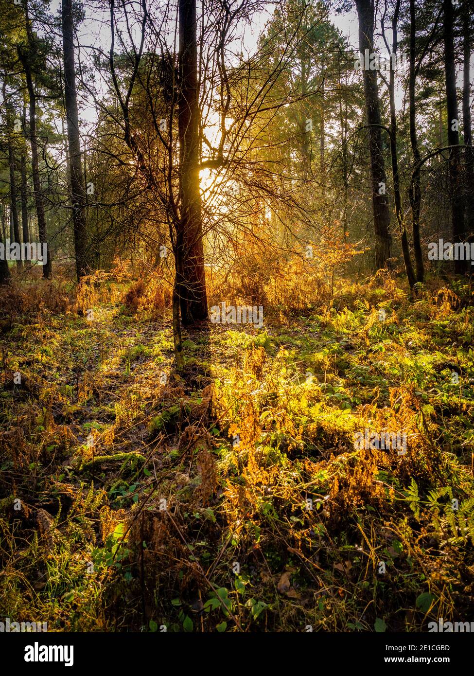 La luce del sole che passa attraverso gli alberi della foresta di Dalby, nel Nord Yorkshire, Regno Unito. Foto Stock