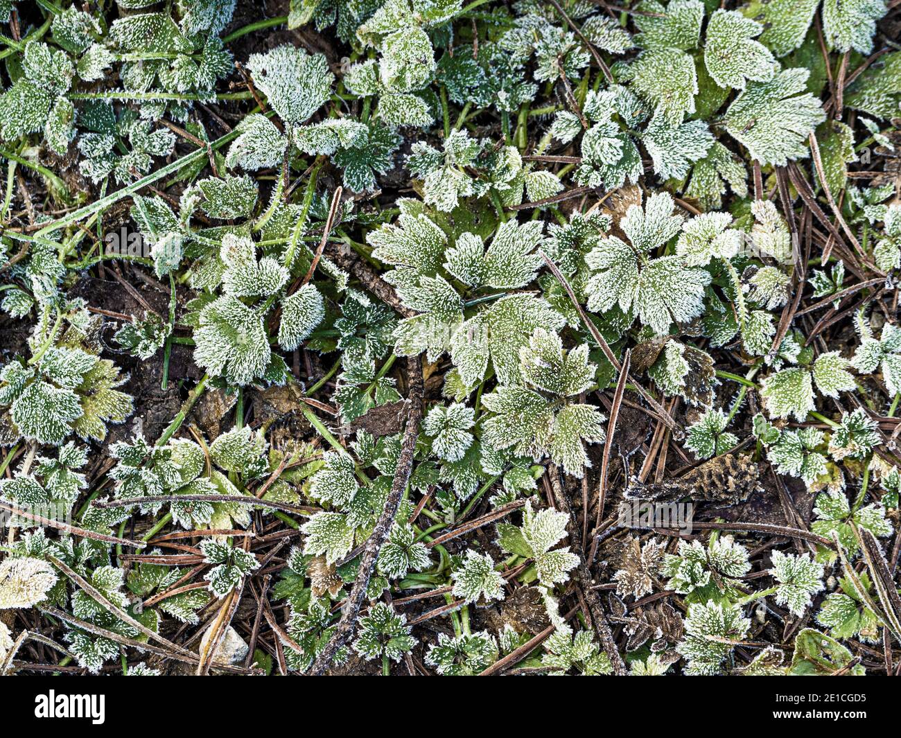 Foglie di buttercup congelate che crescono a Dalby Forest, North Yorkshire, Regno Unito Foto Stock