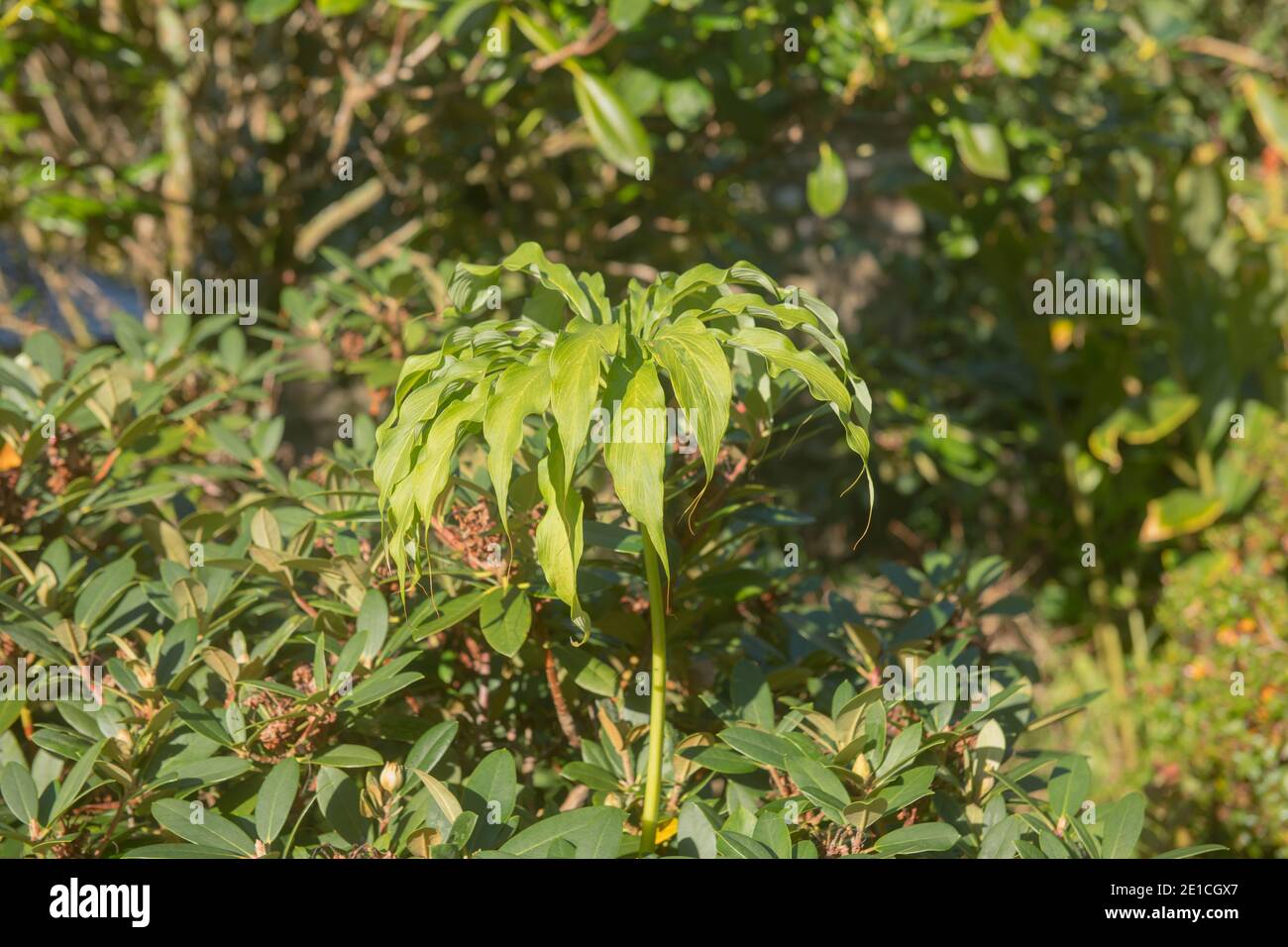 Forma dell'ombrello foglie verdi di un giglio di Cobra dell'Himalaya (Arisaema consanguineum) che cresce in un giardino nel Devon Rurale, Inghilterra, Regno Unito Foto Stock
