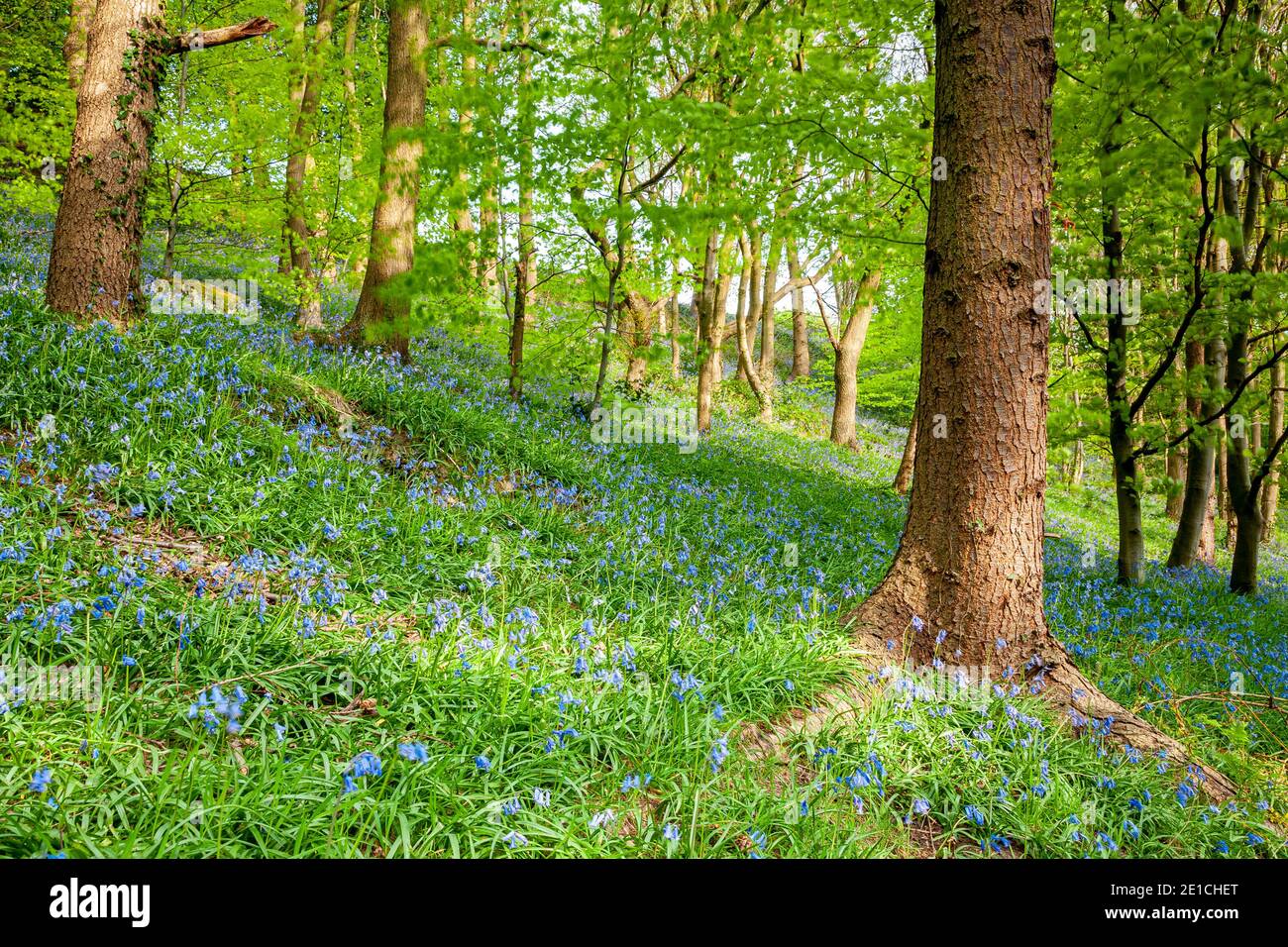 Bluebells e alberi in primavera Foto Stock