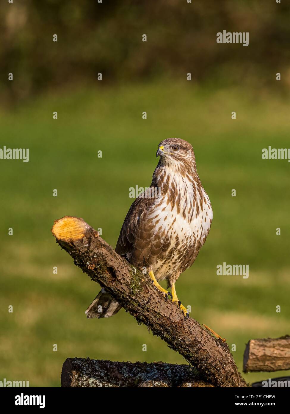 Buzzard comune in inverno a metà Galles Foto Stock