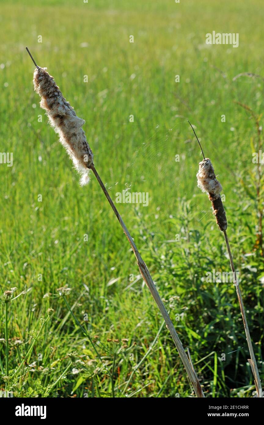 Teste di seme di Reedmace, (Typha latifolia) pianura costiera del Sussex occidentale, pianura di Chichester, Inghilterra, Regno Unito. Giugno. Cobweb visibile tra i due steli. Foto Stock