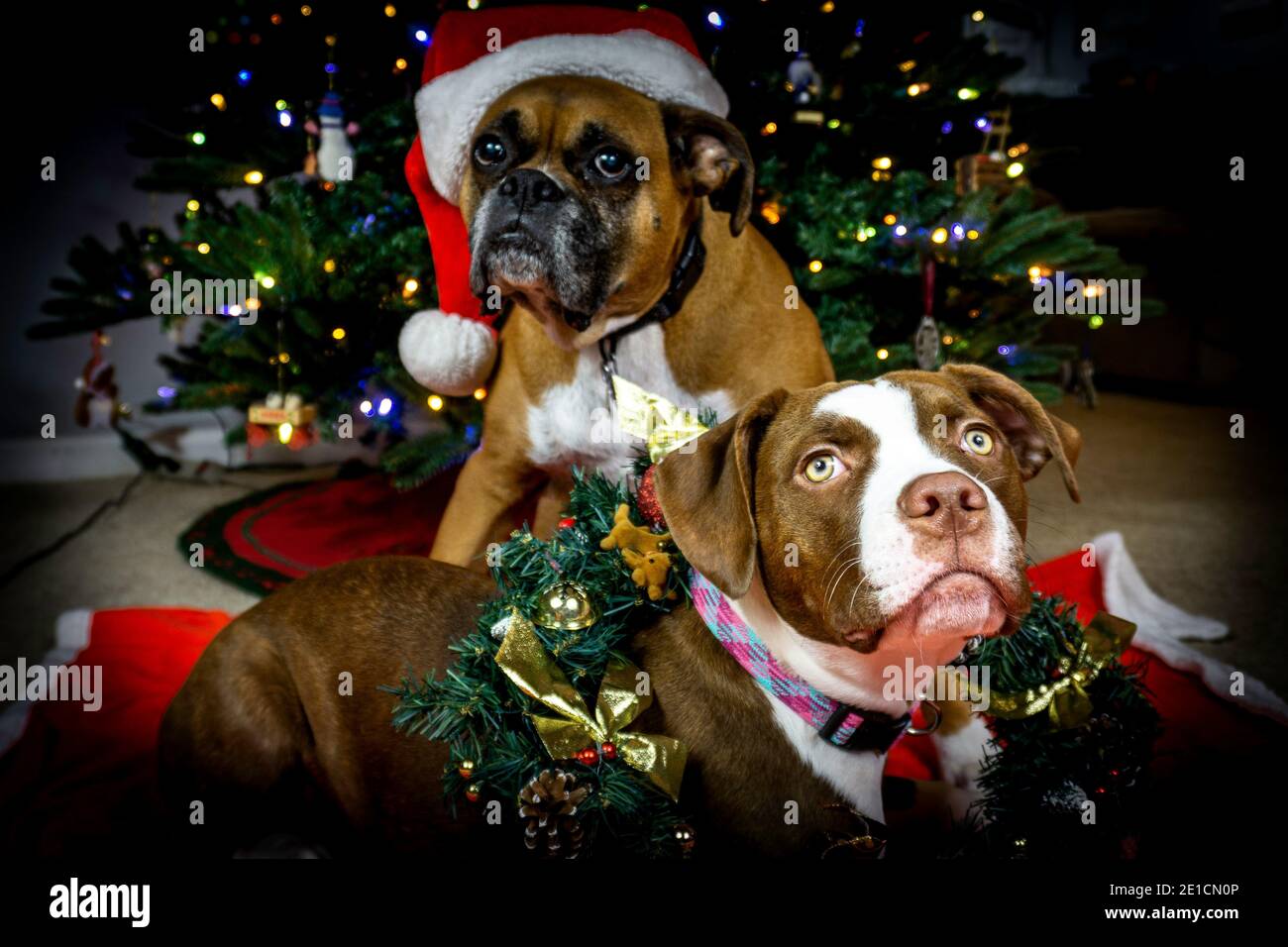 Cucciolo di bulldog americano con decorazioni natalizie Foto Stock