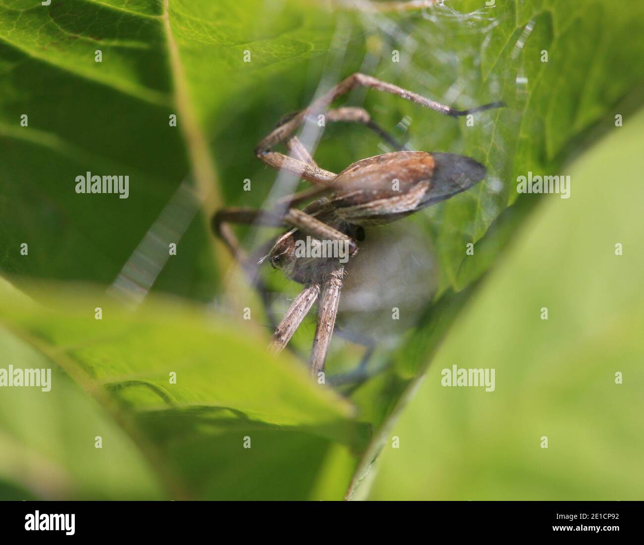 PISAURA MIRABILIS il ragno di fotoricettore del vivaio Foto Stock