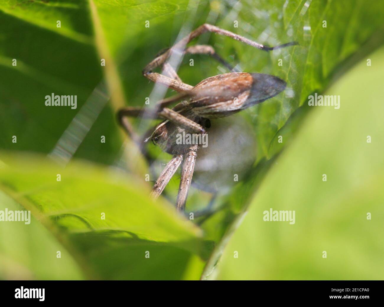 PISAURA MIRABILIS il ragno di fotoricettore del vivaio Foto Stock