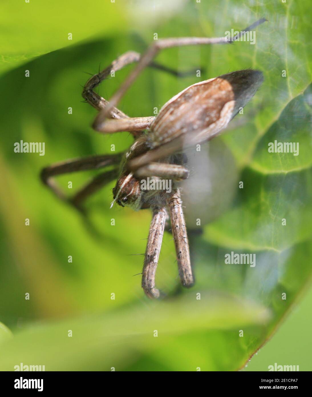 PISAURA MIRABILIS il ragno di fotoricettore del vivaio Foto Stock