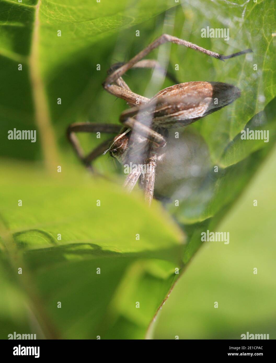 PISAURA MIRABILIS il ragno di fotoricettore del vivaio Foto Stock