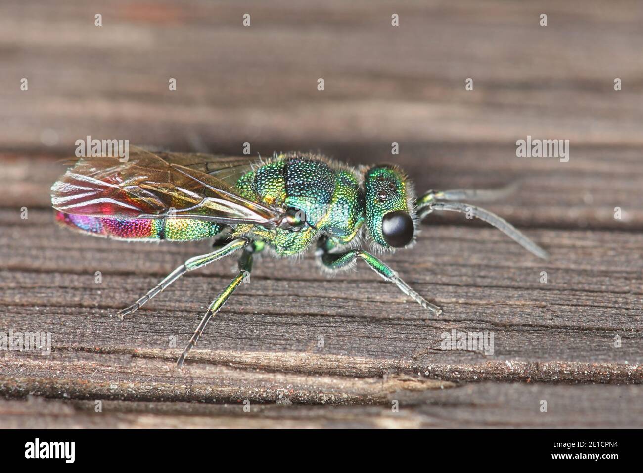 La vespa a cucù, chiamata anche vespa smeraldo, un insetto colorato della famiglia Imenopteran Chrysidididididae Foto Stock