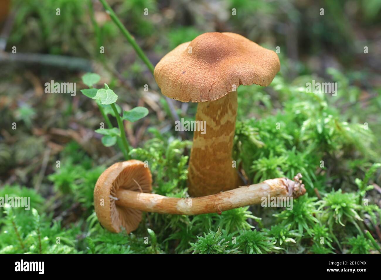 Cortinarius rubellus, conosciuto come il cappuccio mortale della tela, fungo velenoso selvaggio dalla Finlandia Foto Stock