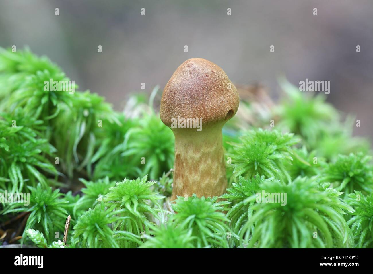 Cortinarius rubellus, conosciuto come il cappuccio mortale della tela, fungo velenoso selvaggio dalla Finlandia Foto Stock