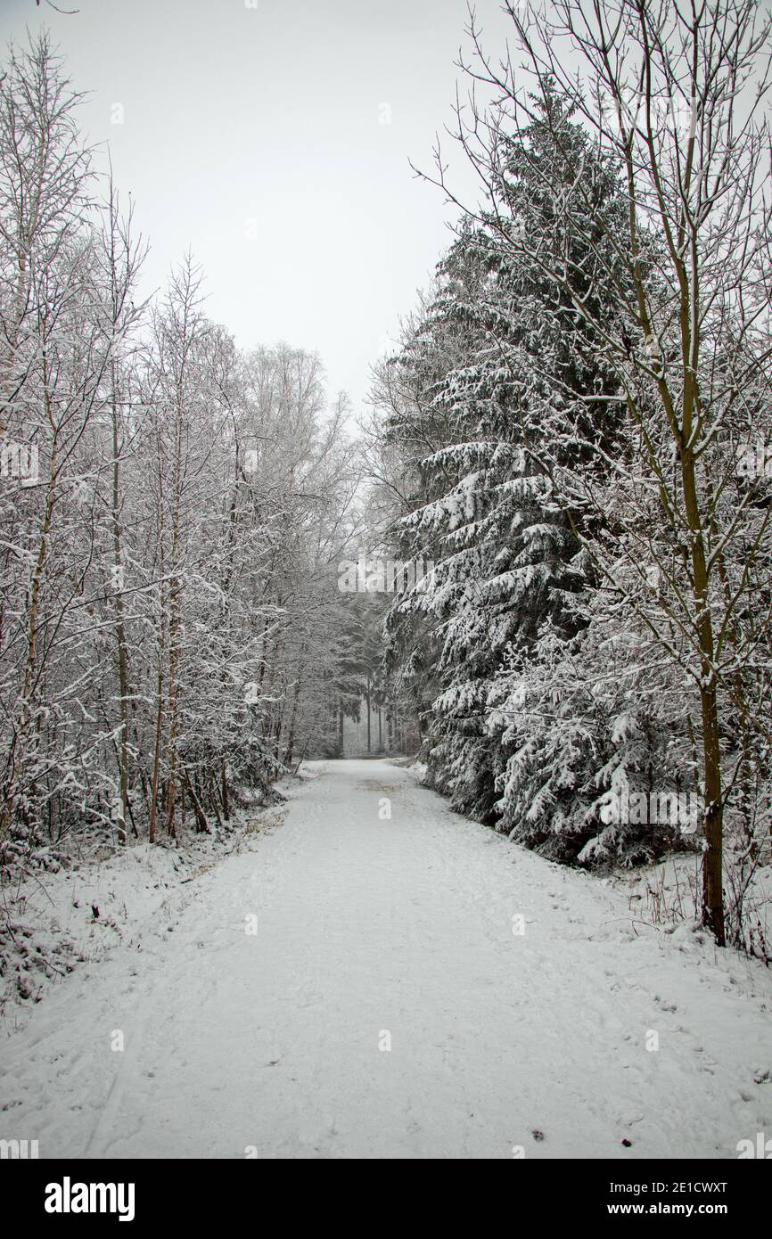 Passeggiate nella foresta invernale coperta di neve Foto Stock