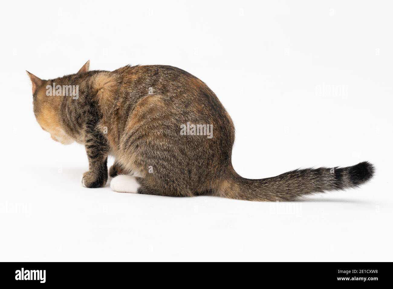 Durante la ricerca, il gatto catturò un odore che lo interessava molto e si  fermò ad esaminarlo a fondo Foto stock - Alamy