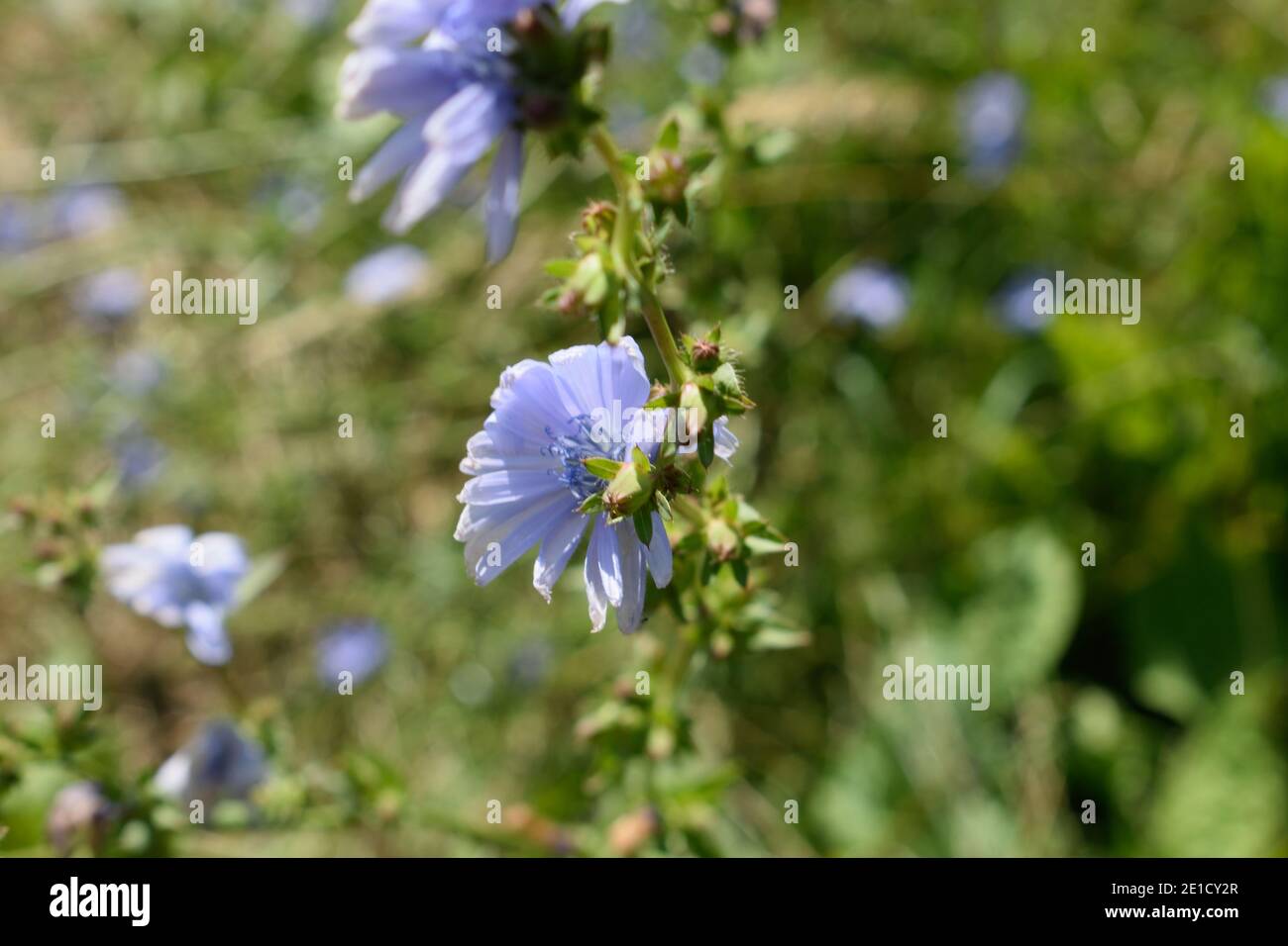Fiori di mais che crescono in un prato nel Sussex occidentale Foto Stock