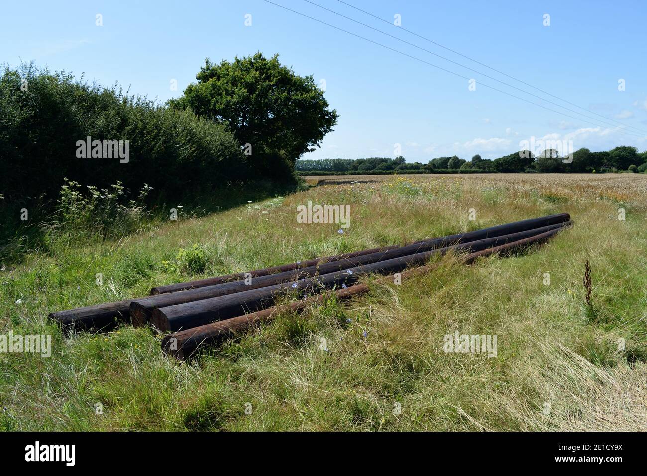 Pali telegrafici in legno in un campo nel Sussex occidentale Foto Stock