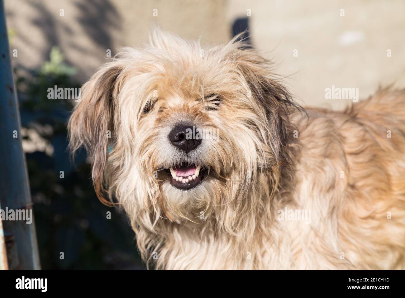 Ritratto di un cane di razza mista carino shaggy. Primo piano. Foto Stock