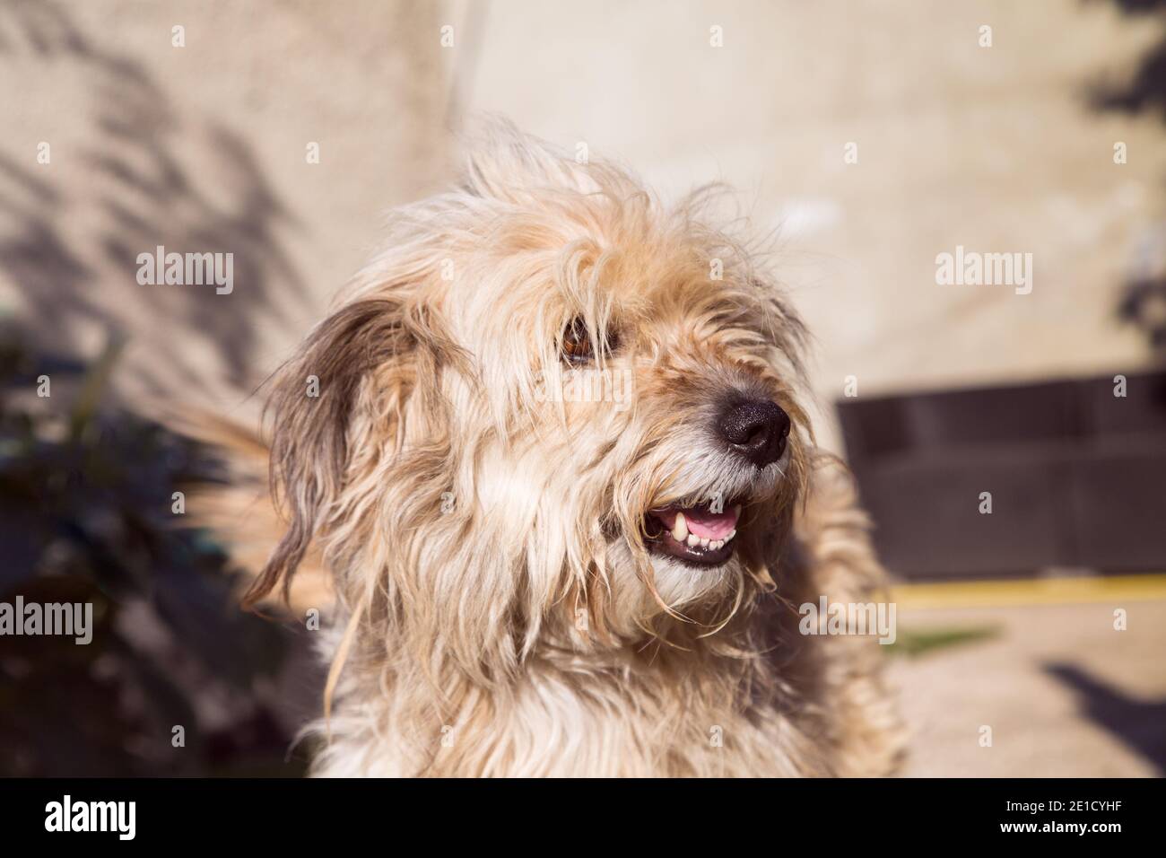 Ritratto di un cane di razza mista carino shaggy. Primo piano. Foto Stock