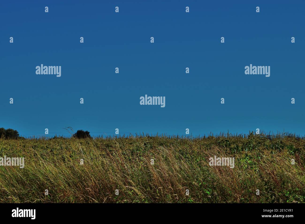 Vista di un campo e Blue Sky a West Sussex, Regno Unito Foto Stock
