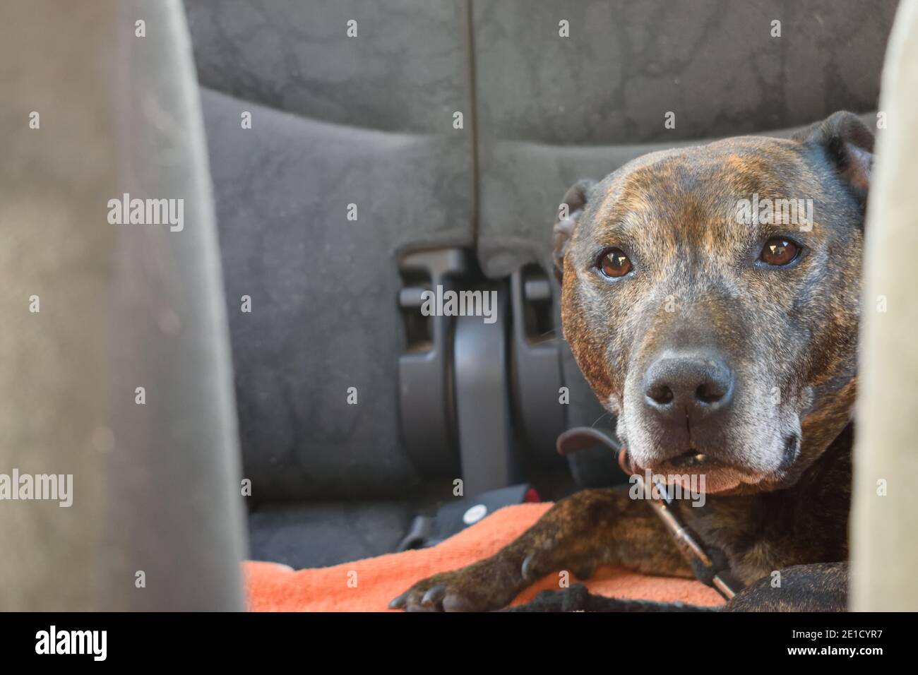 Cane in macchina Foto Stock