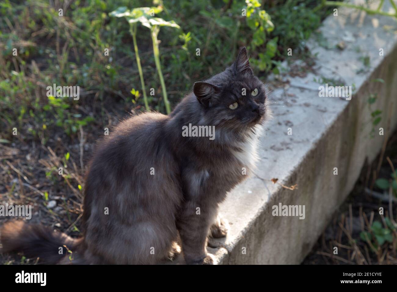 Il gatto grigio soffice è a piedi in strada. Primo piano. Foto Stock