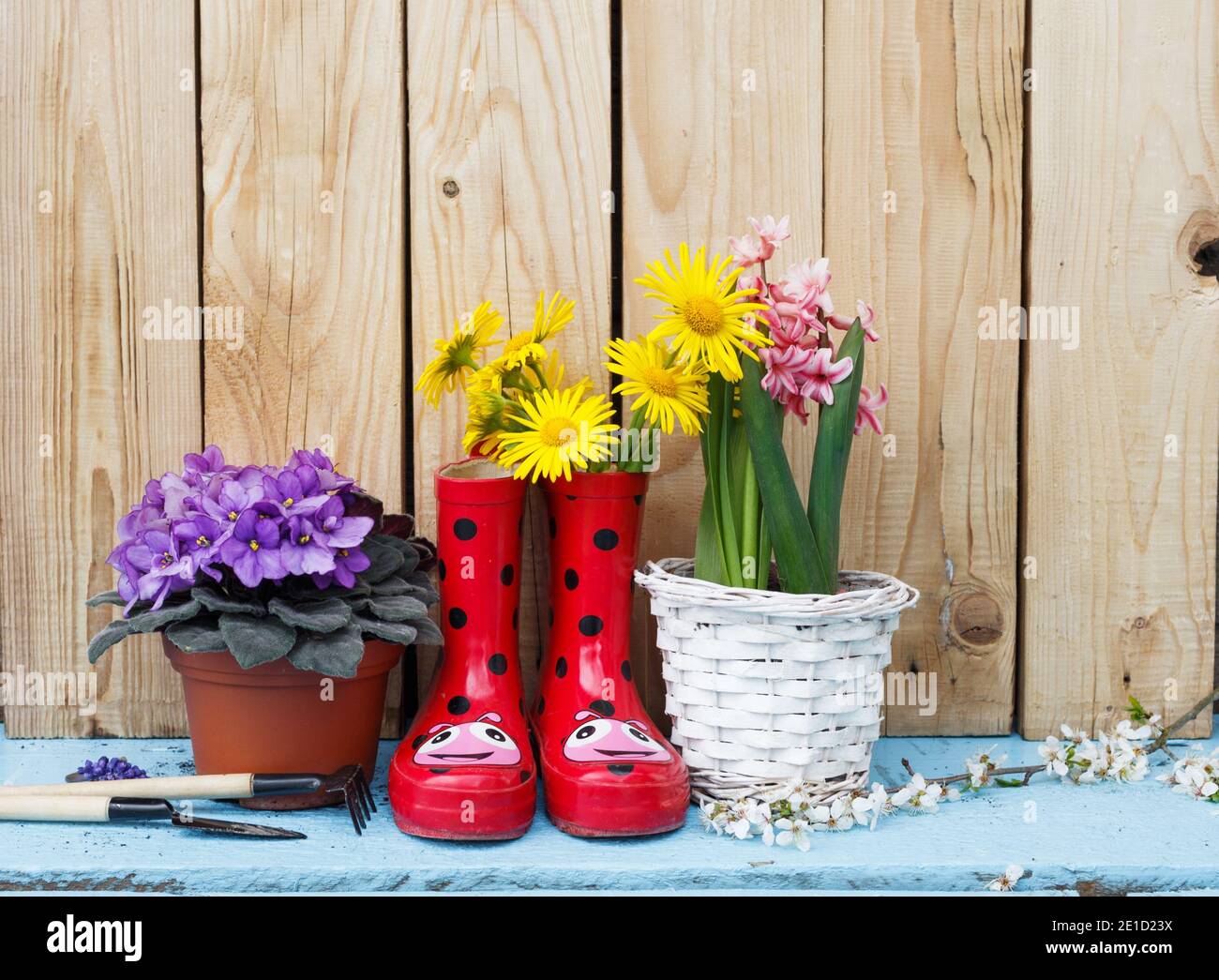 Fiori luminosi in pentole, stivali in gomma rossa su sfondo di legno. Foto Stock