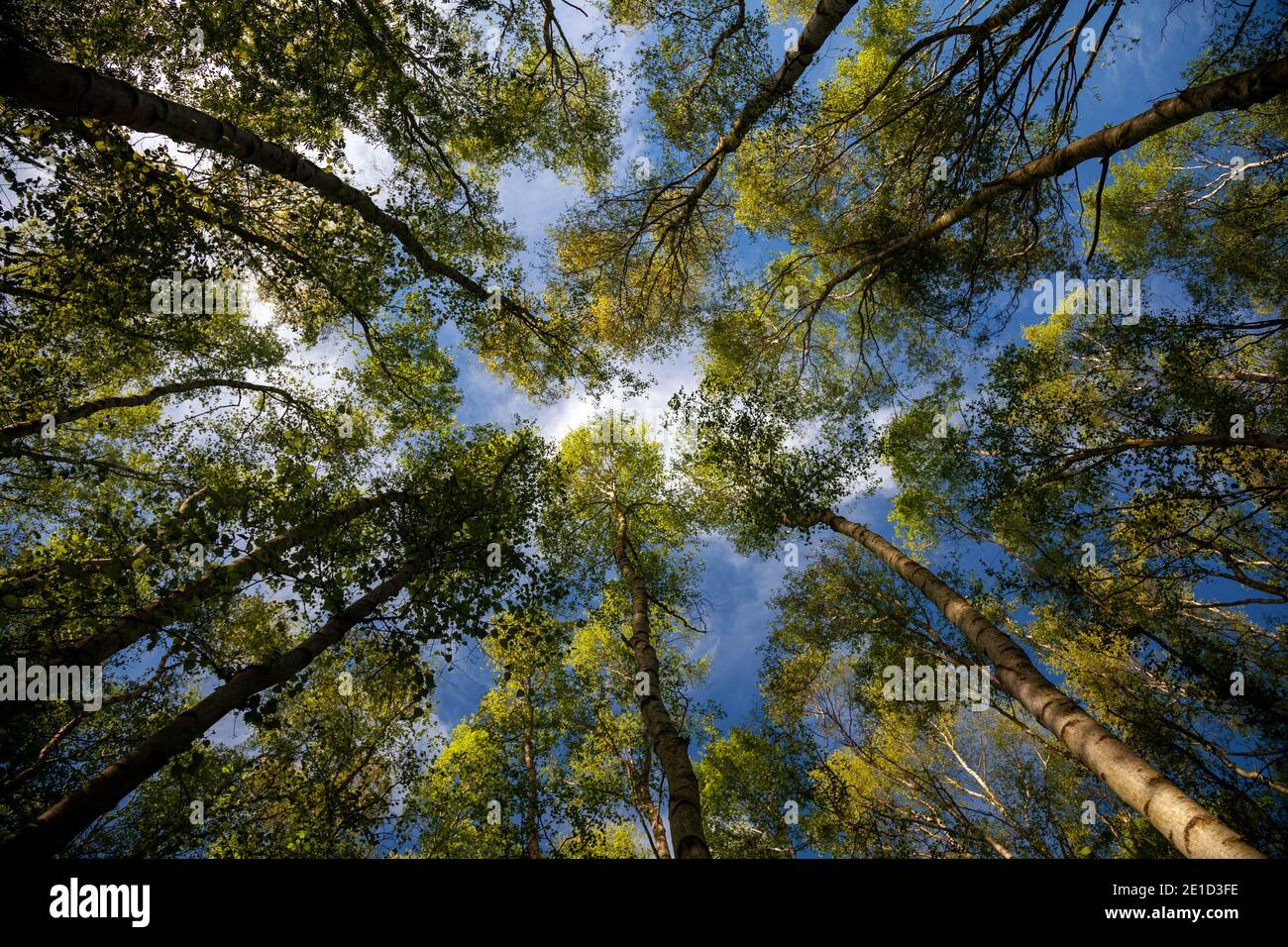 Un cielo blu fiancheggiato da una nuvola bianca e soffice si presenta sopra la tettoia di legno di betulla ricoperta di luce solare; corone verdi luminose fresche di primavera in cima agli alti alberi sottili. Foto Stock