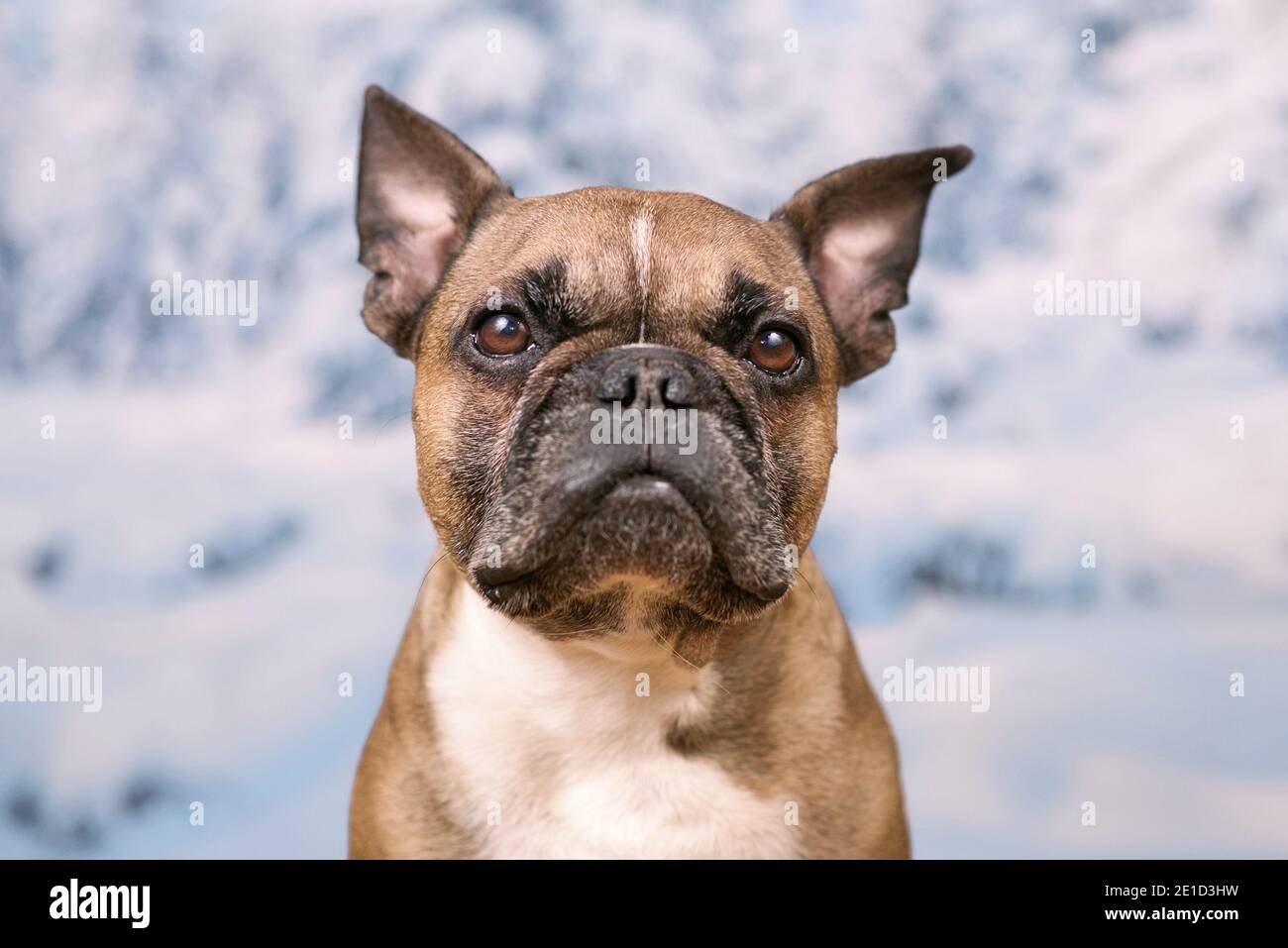 Ritratto del cane Bulldog francese di fronte alla neve sfocata sfondo Foto Stock