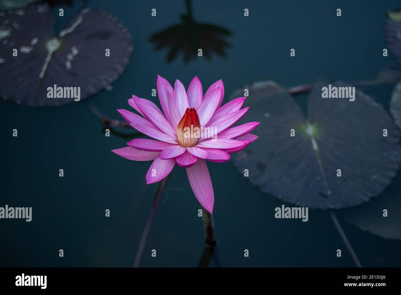 Uno straordinario giglio d'acqua di fiori bianchi, rosa e marroni nello stagno Foto Stock