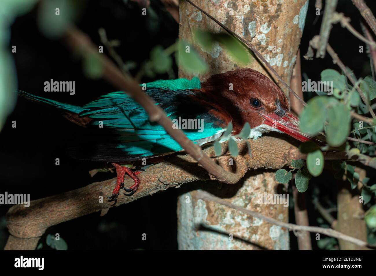 La pesca o gli uccelli del Martin pescatore si nascondono nei rami di alberi a caccia Foto Stock